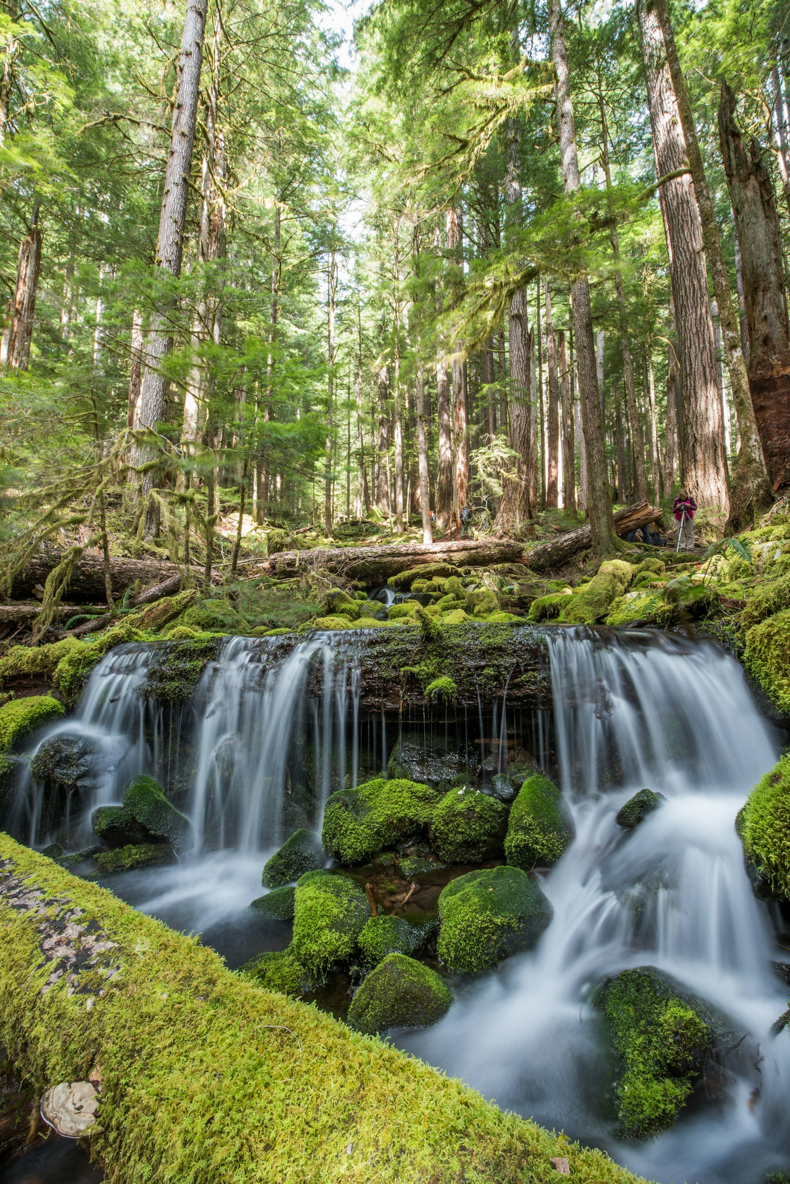 Old-growth coastal forest with tall spruce and a mossy river, near Tlell (placeholder photo)